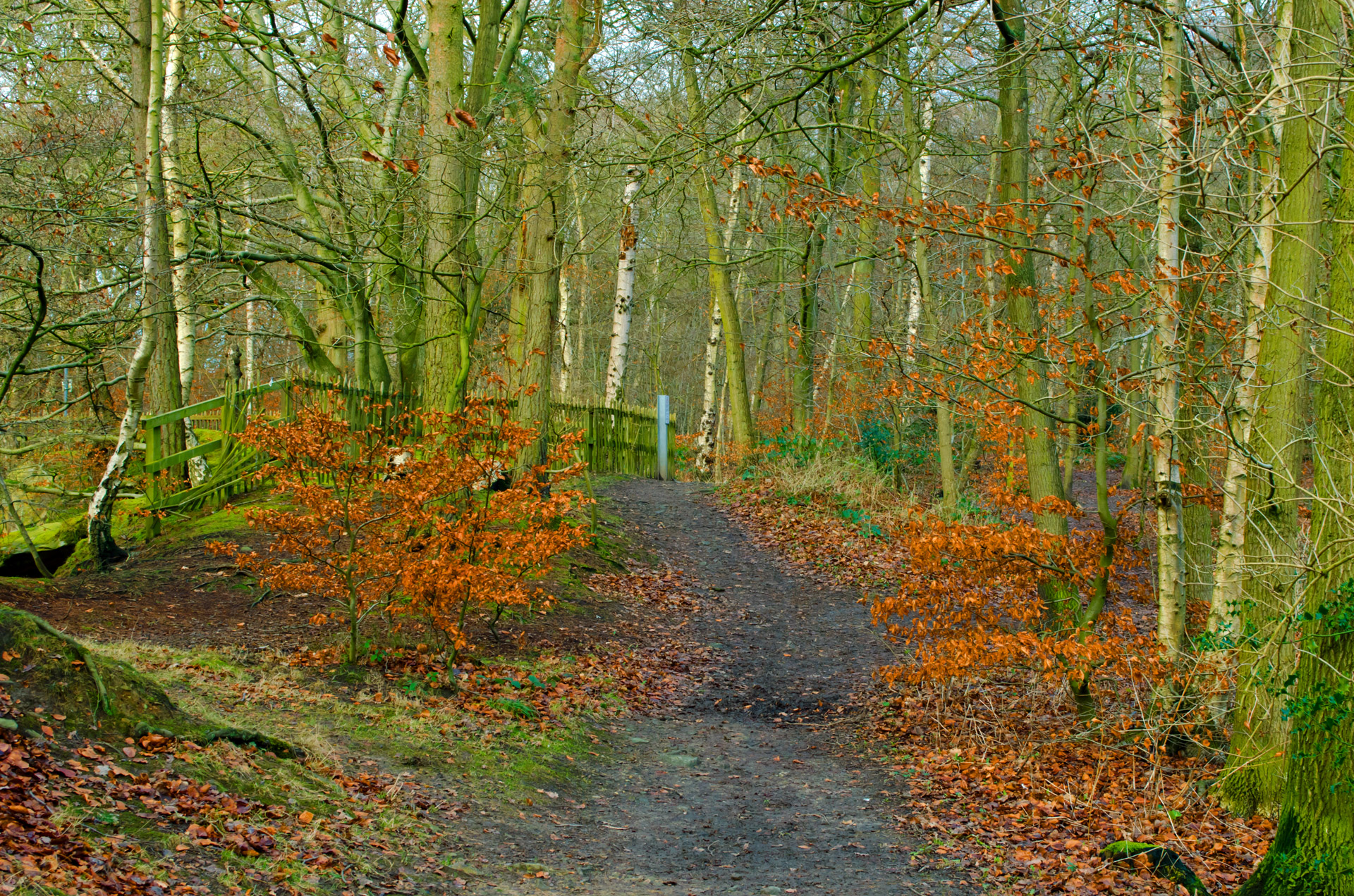 forest tree trees free photo