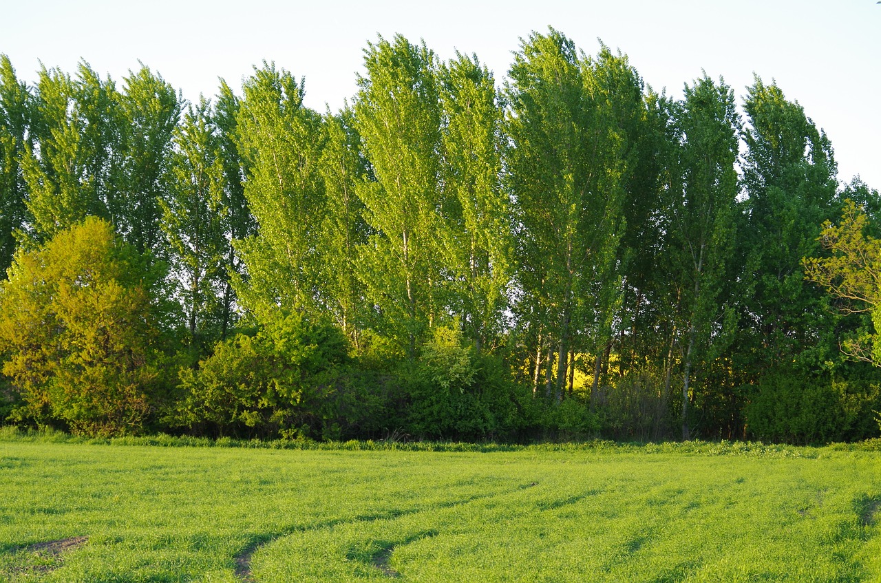 forest trees field free photo