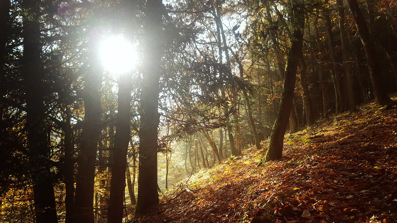 forest autumn sun free photo