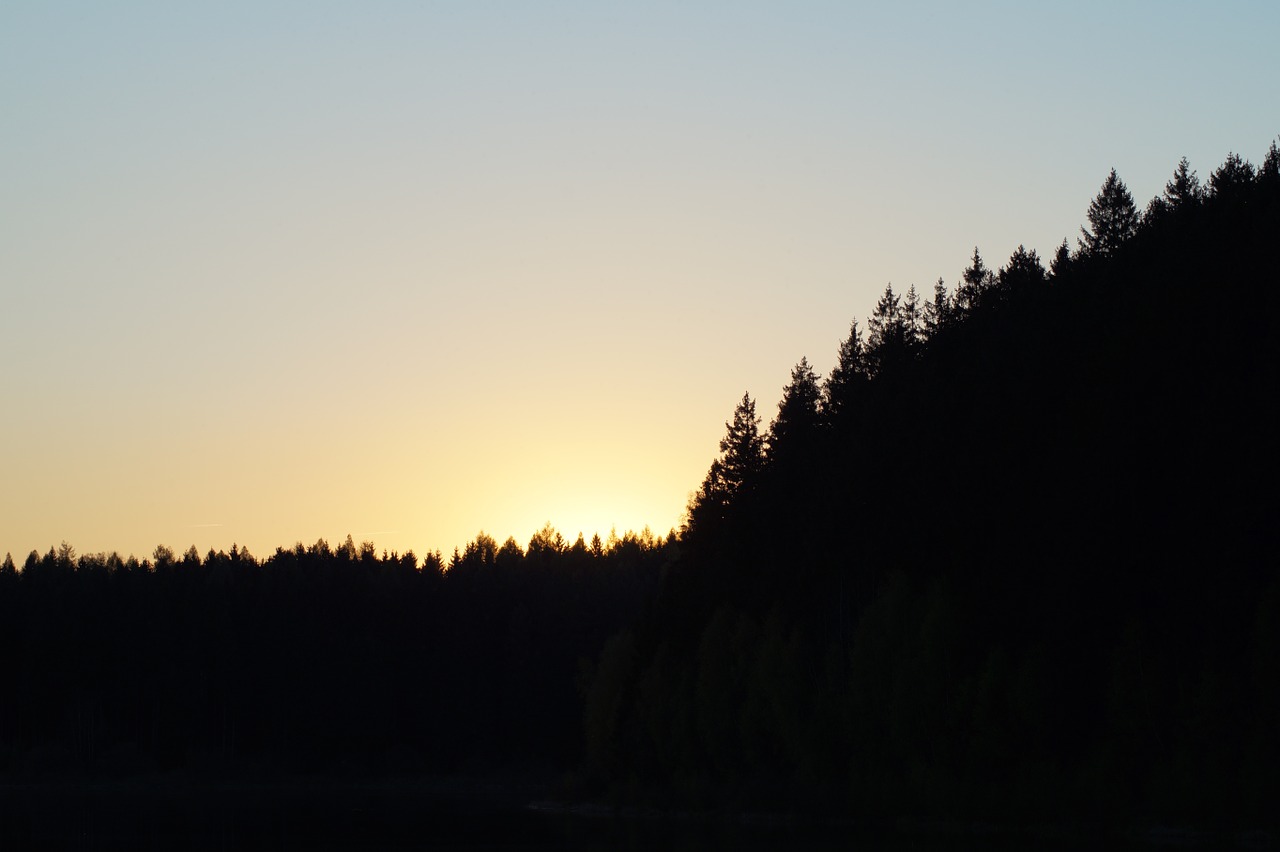 forest sunset summer free photo