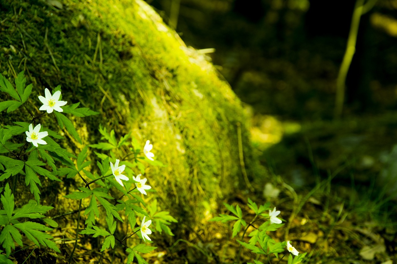 forest green the nature of the free photo