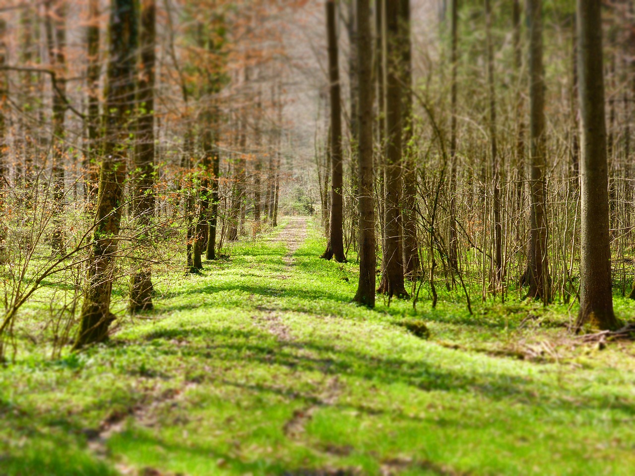 forest path trees free photo