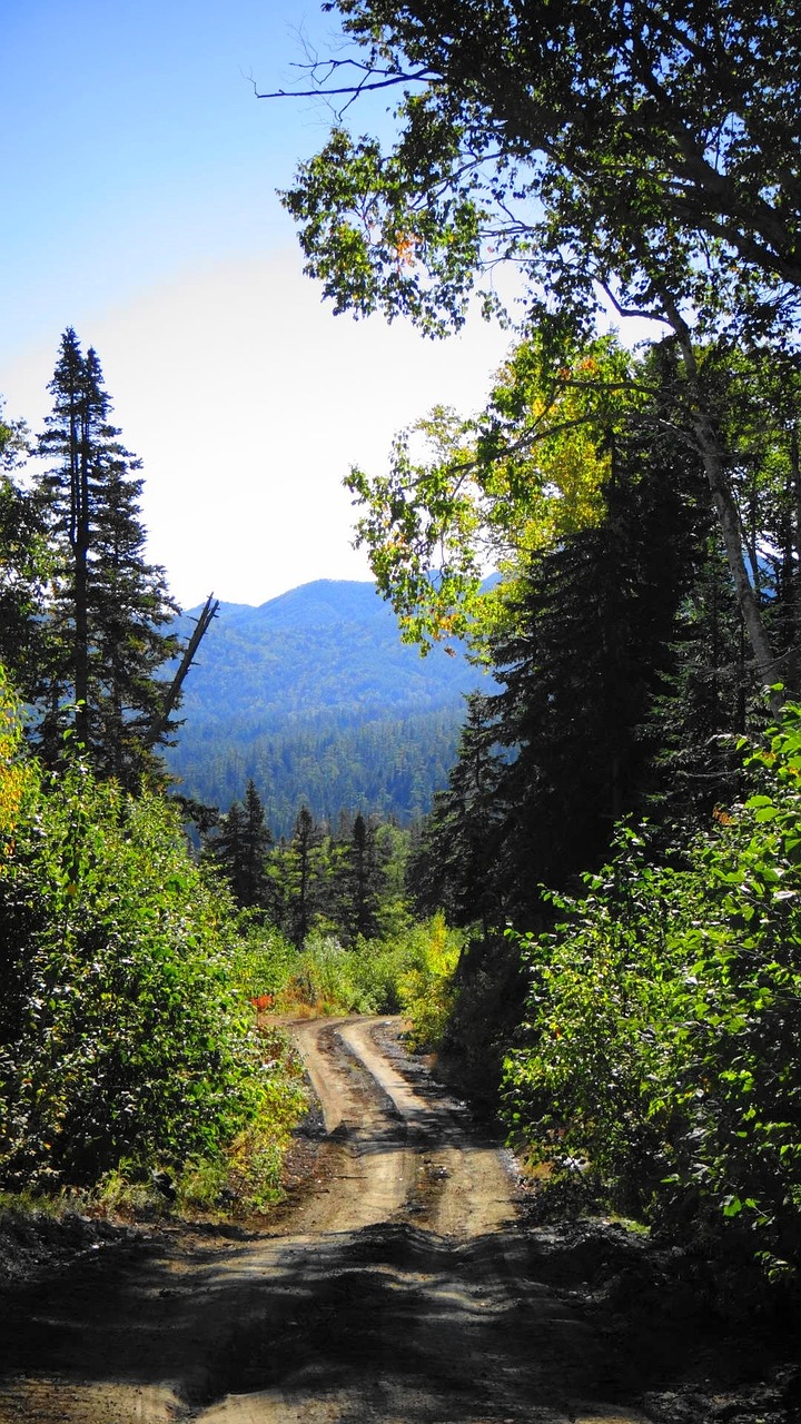 forest trees sky free photo