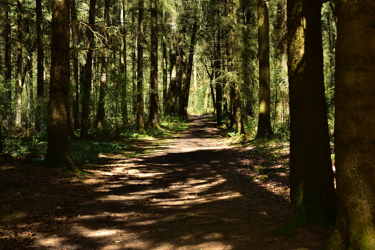 forest landscape sun free photo