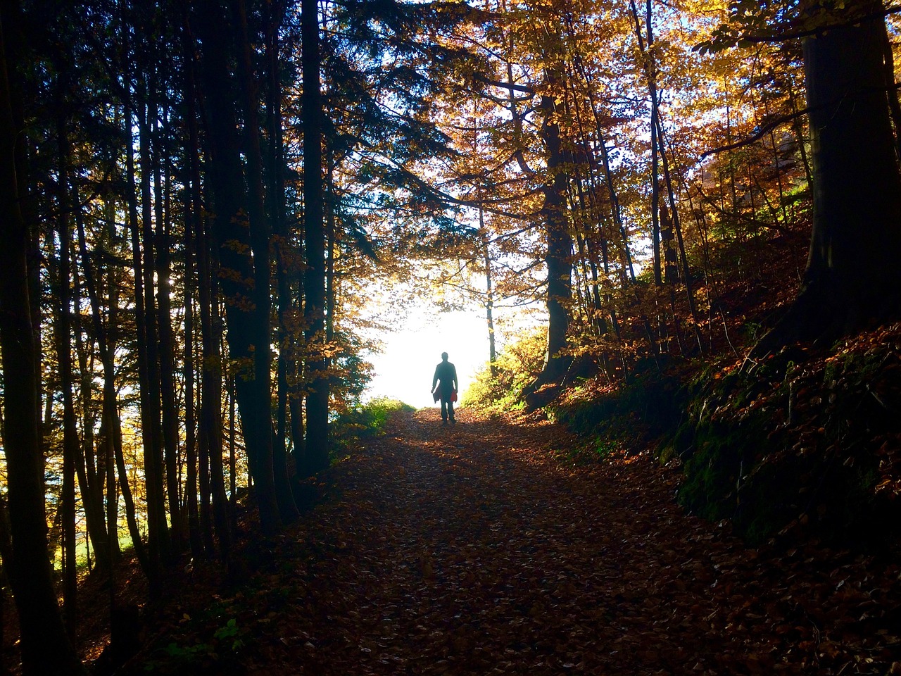 forest autumn light free photo