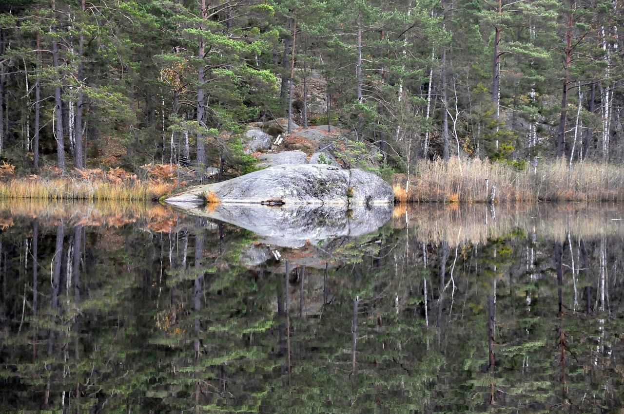 forest lake mirroring free photo