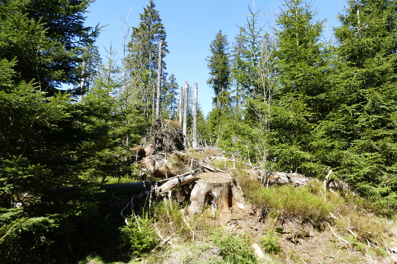 forest nature trees free photo