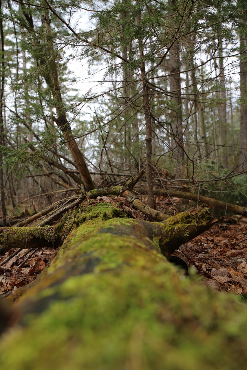 forest trees m free photo