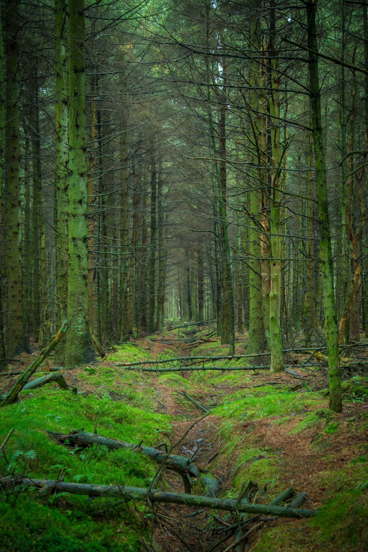 forest path woodland free photo