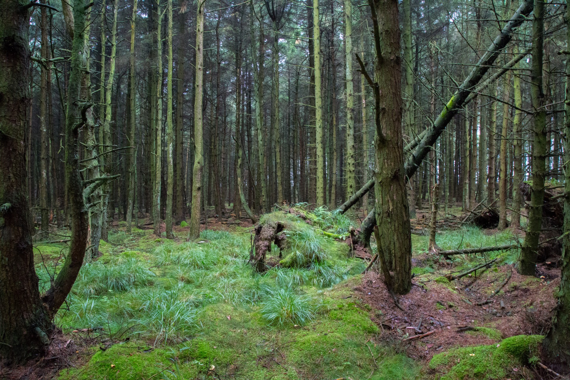 forest path woodland free photo