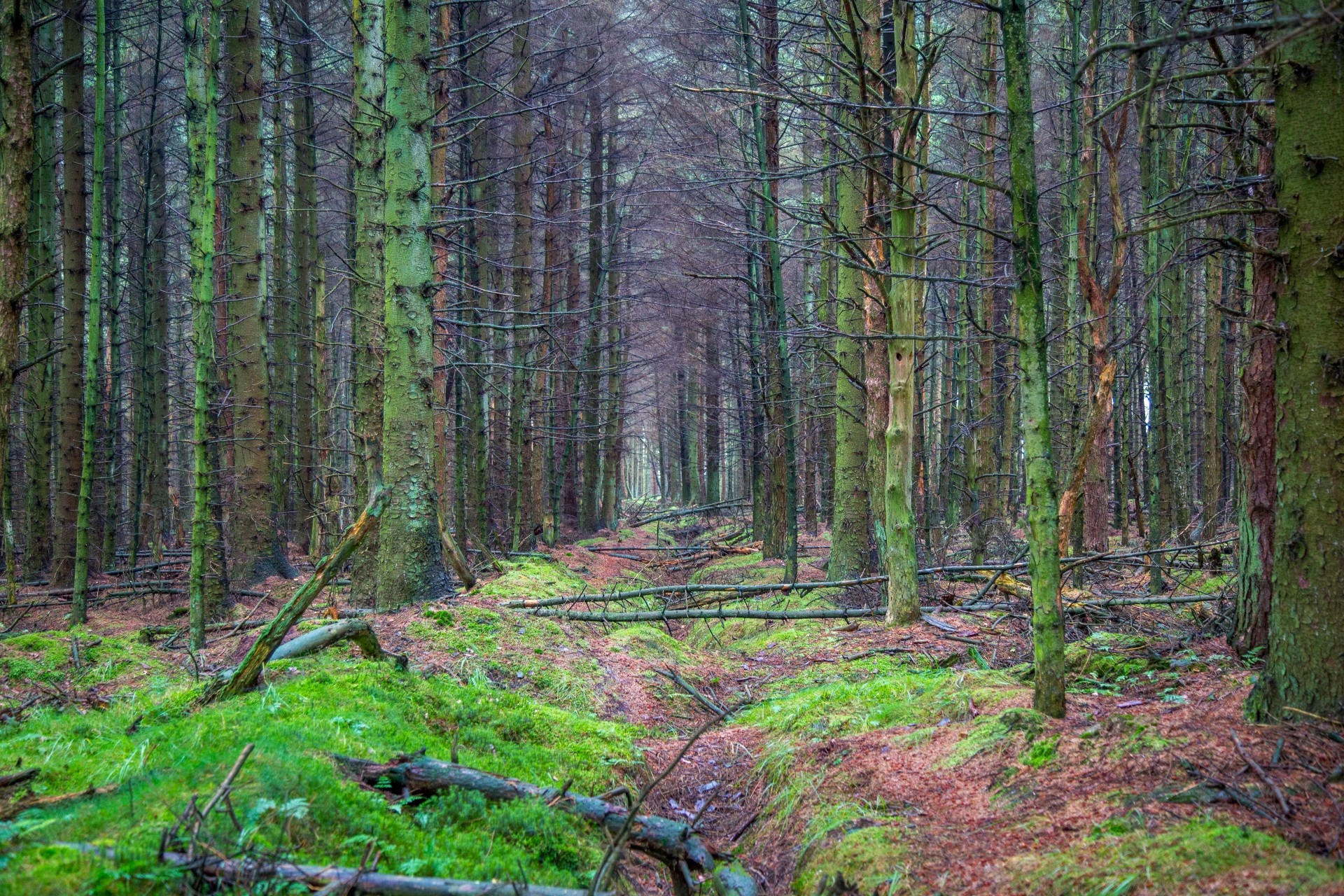forest path woodland free photo