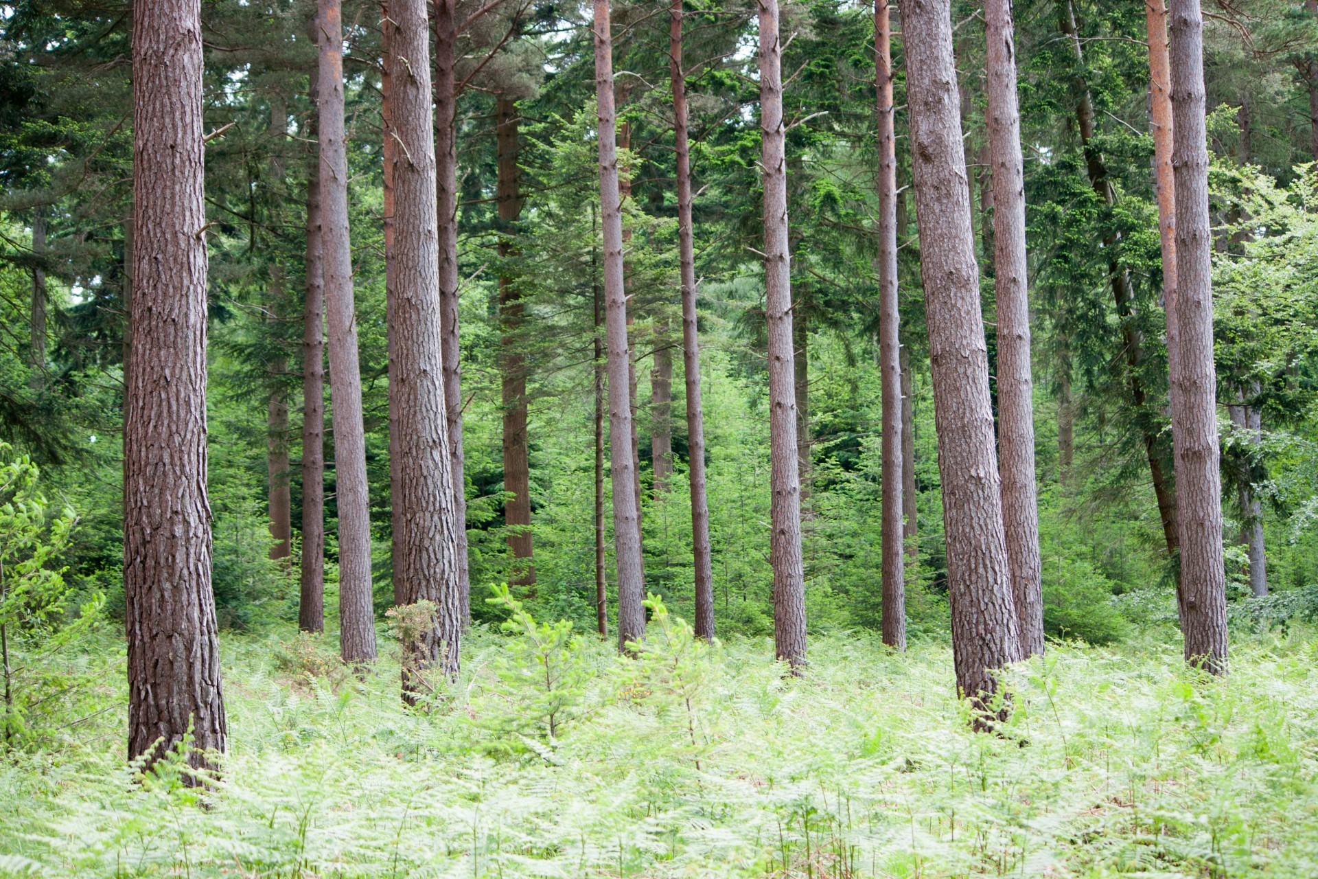 forest wood trees free photo