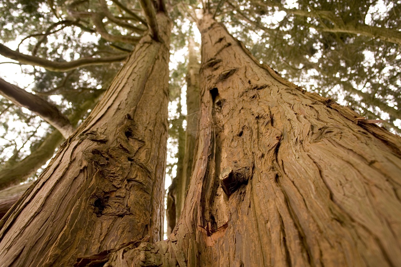 forest trees grand free photo