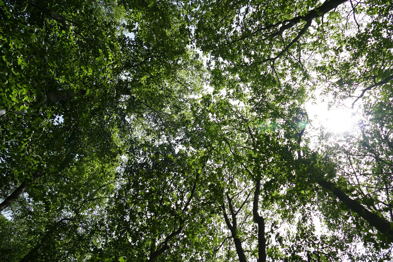 forest nature sky free photo