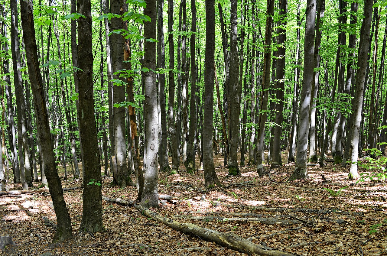 forest tree foliage free photo