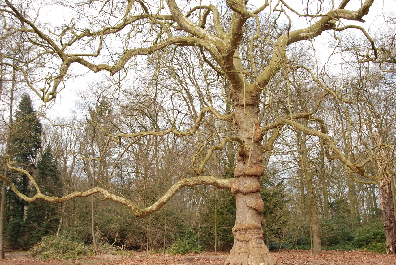 forest tree bald free photo