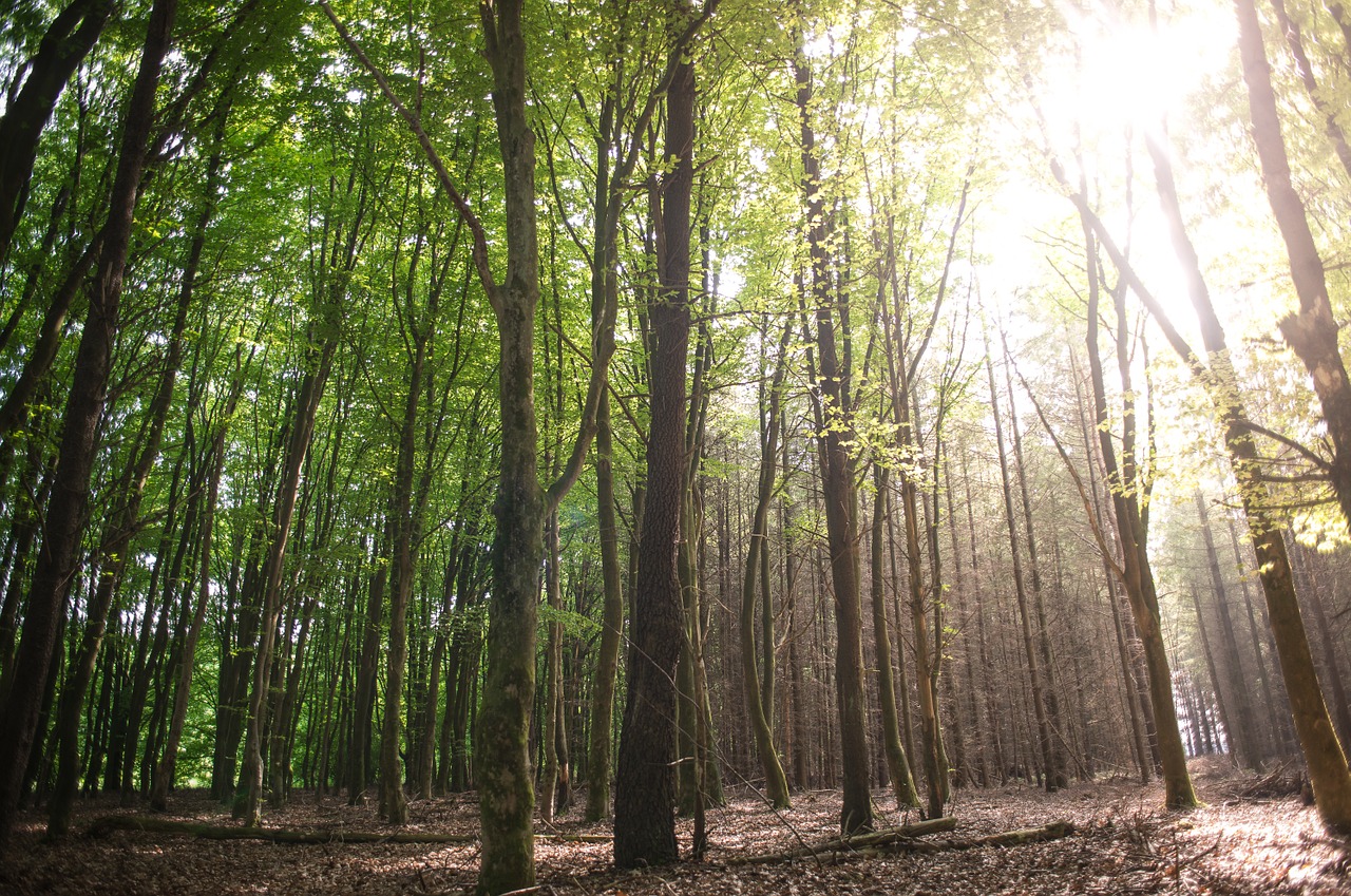 forest sun green free photo