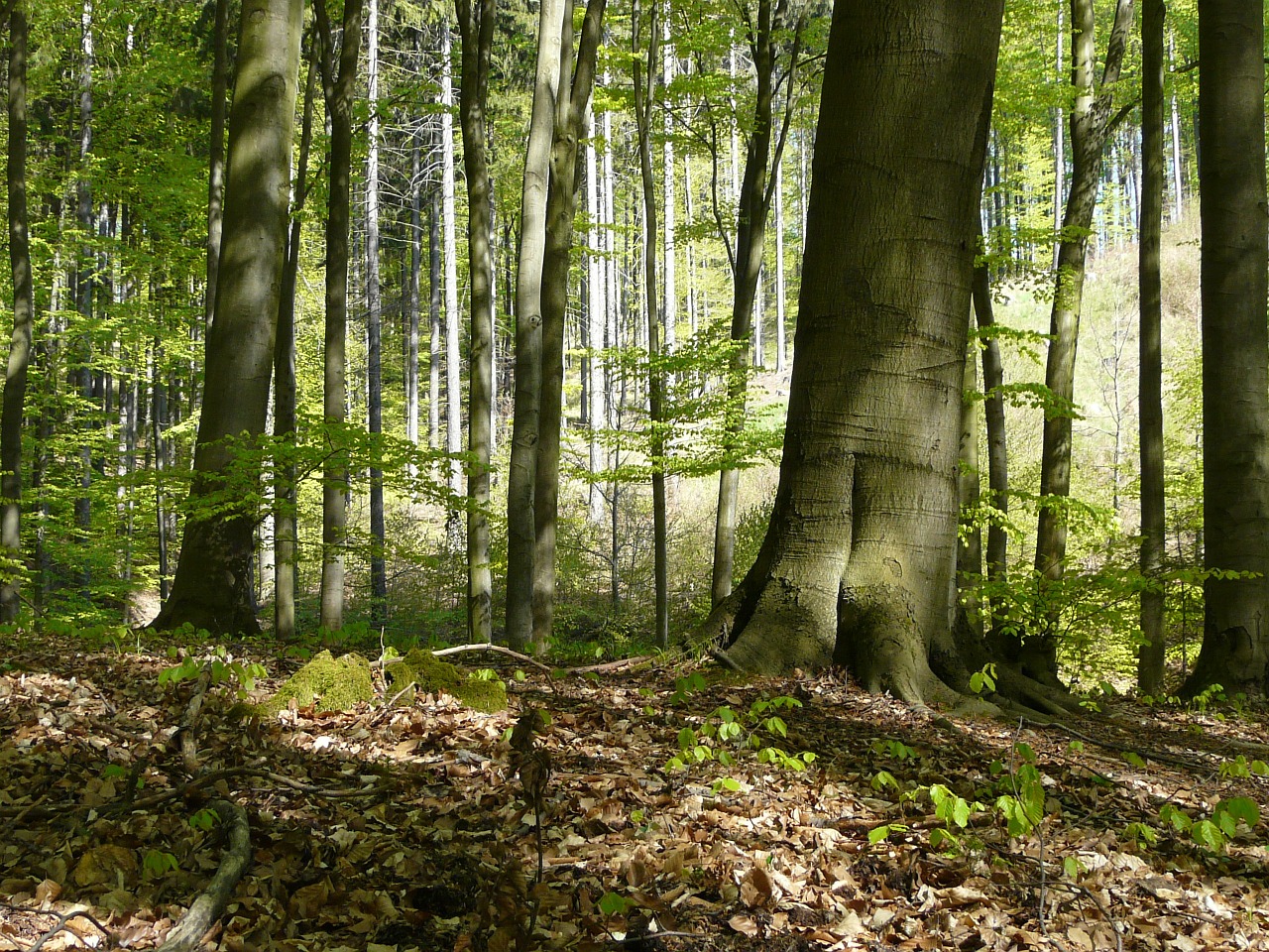 forest trees spring in the forest free photo