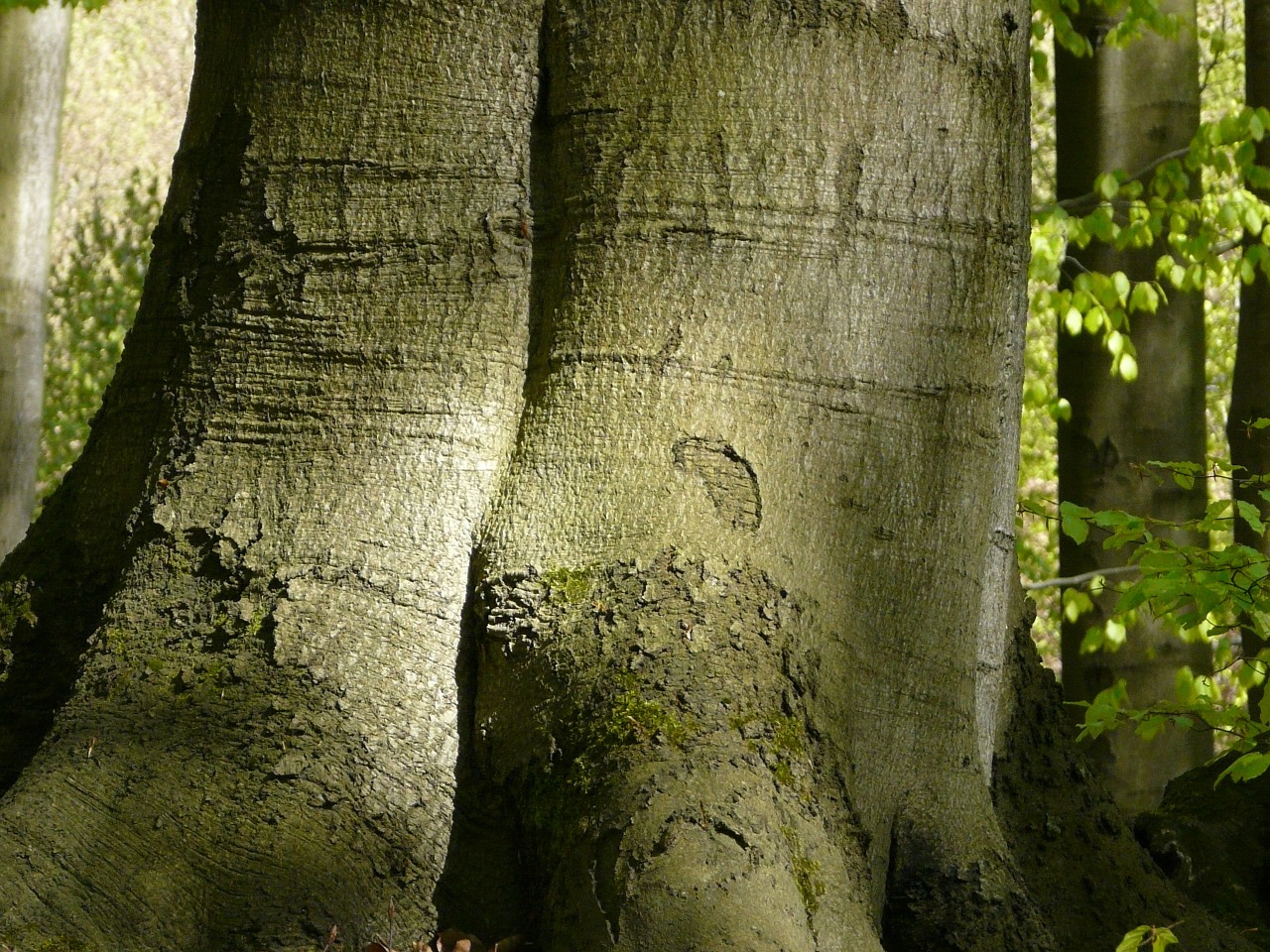 forest tree nature free photo