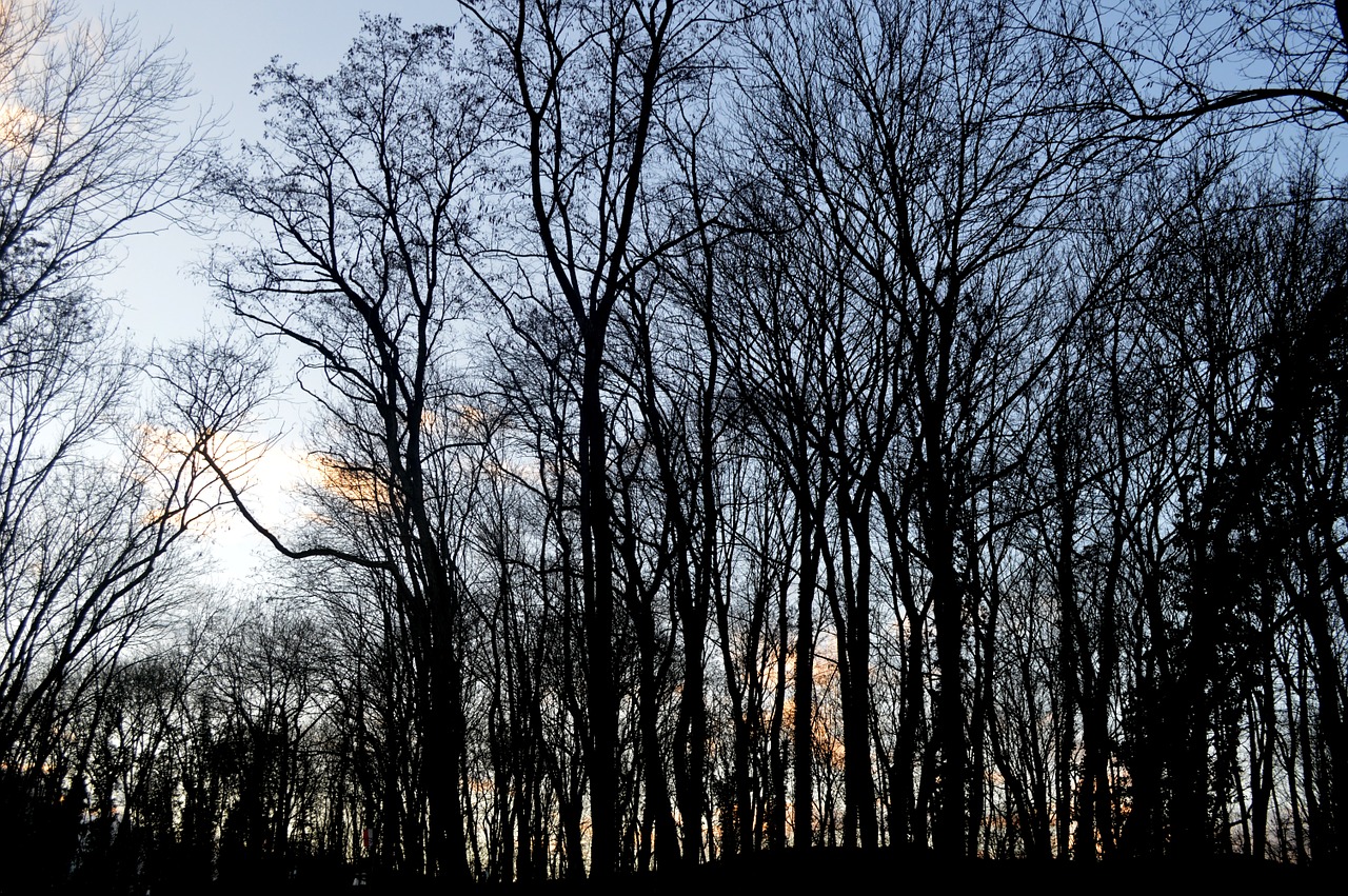 forest winter nature free photo