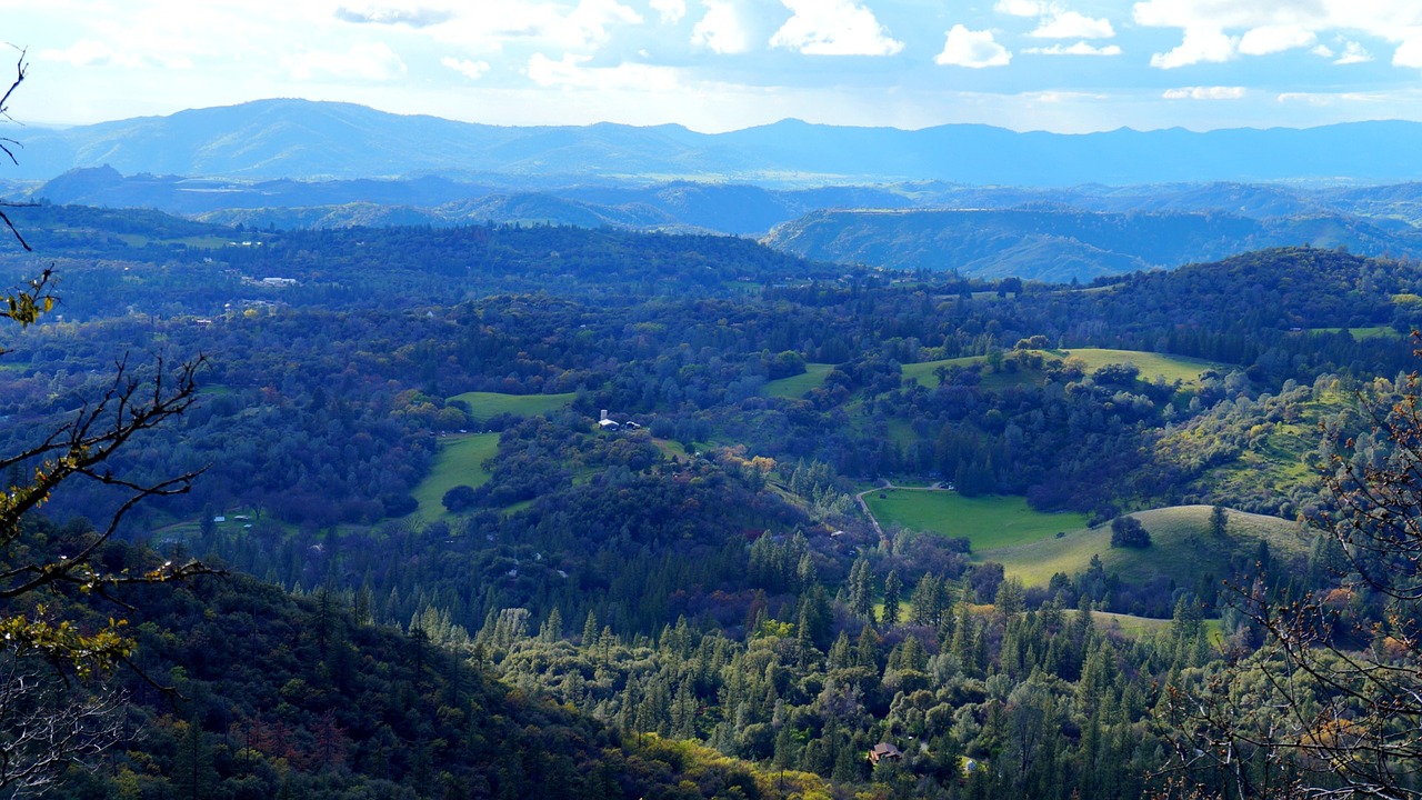 forest view landscape free photo