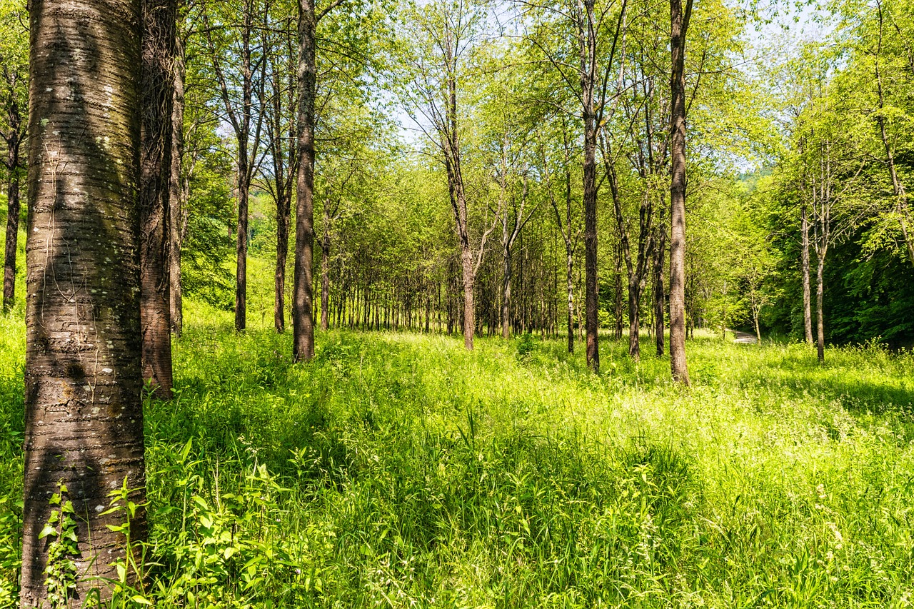 forest recovery clean free photo