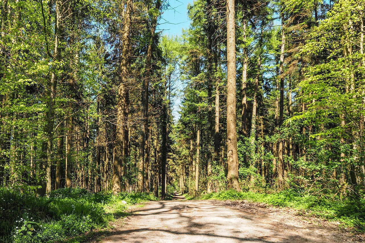 forest forest path nature free photo