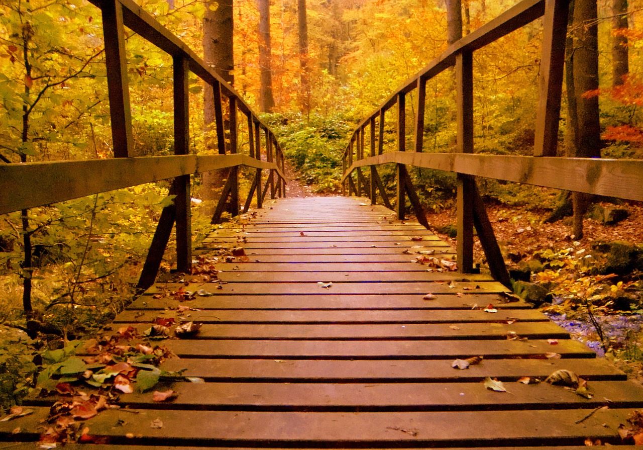 forest bridge autumn free photo