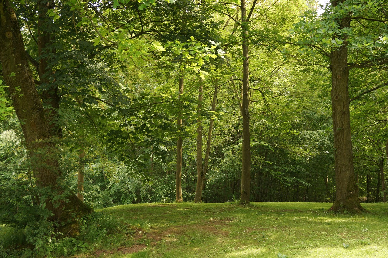 forest trees landscape free photo