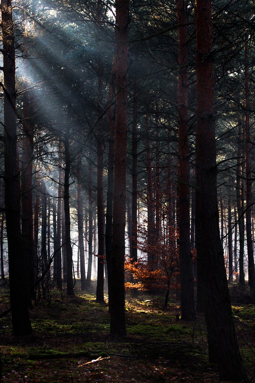 forest light light beam free photo