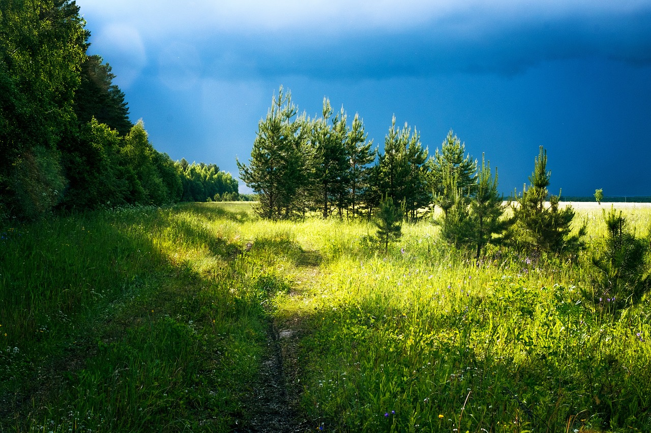 forest field grass free photo