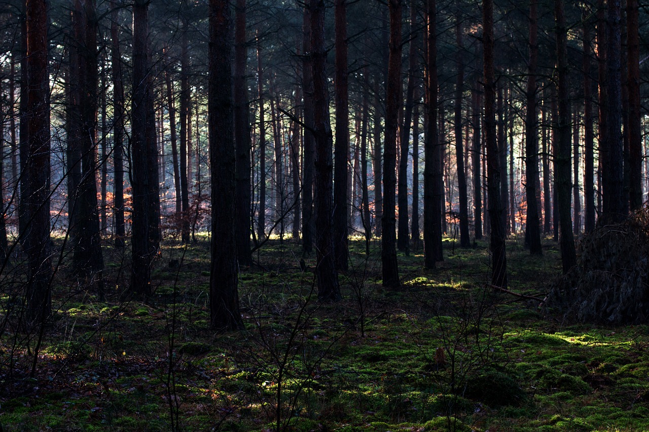 forest light mood free photo