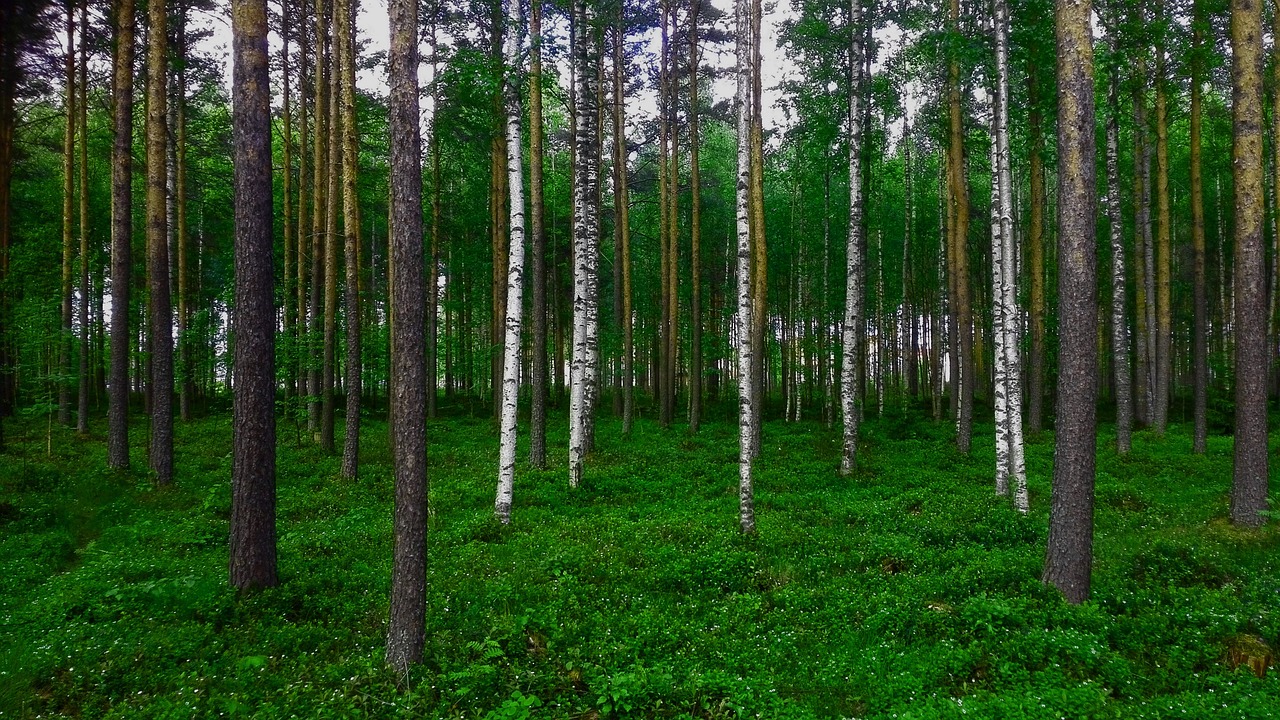 forest birch pine free photo