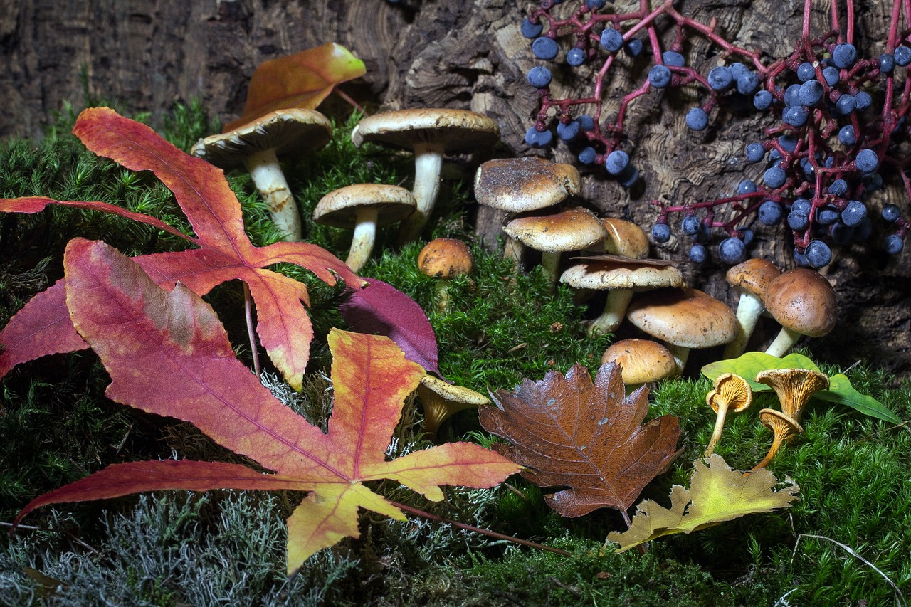 forest autumn moss free photo