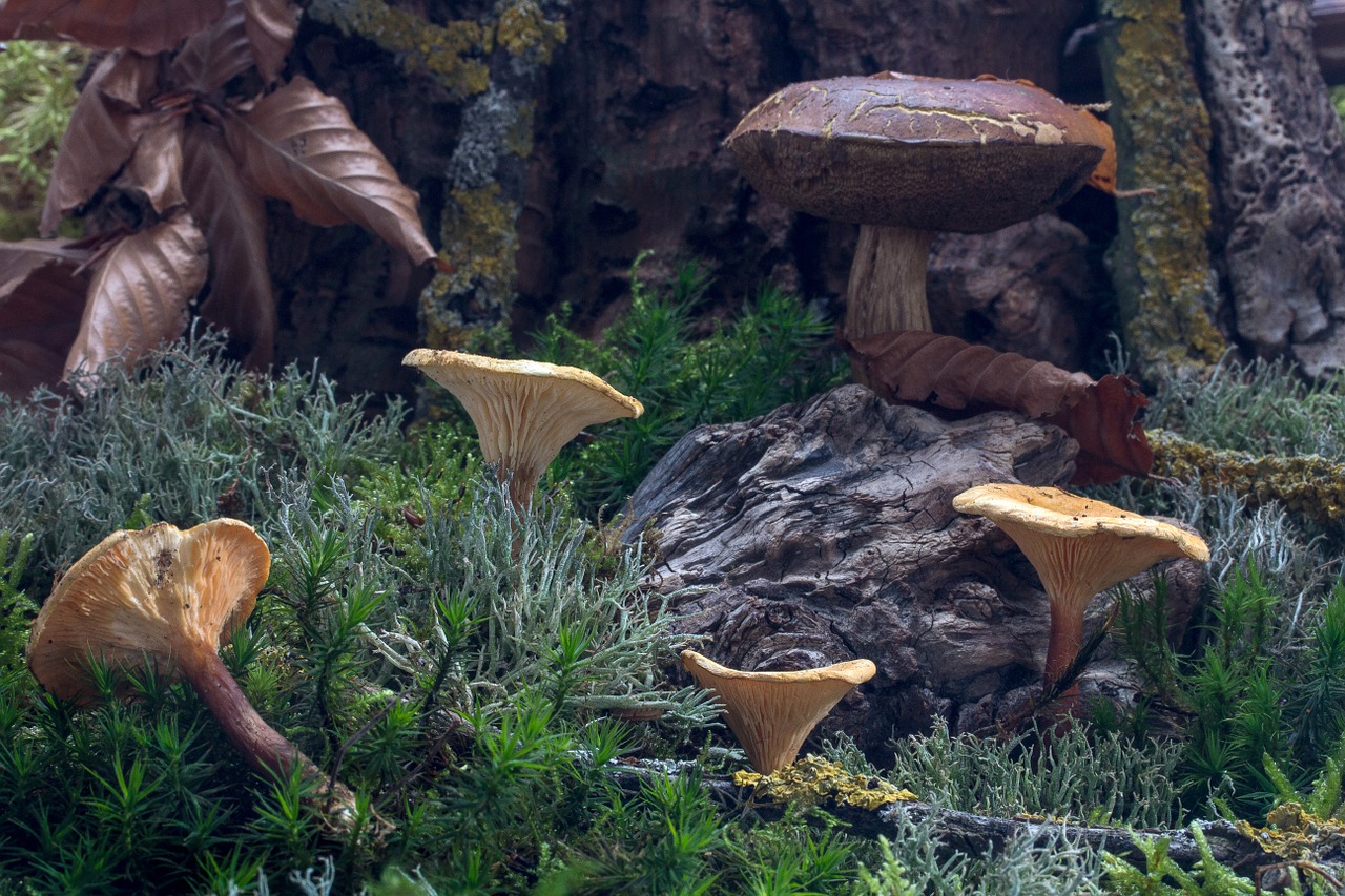 forest autumn mushrooms free photo