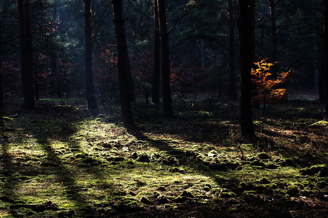 forest autumn light free photo