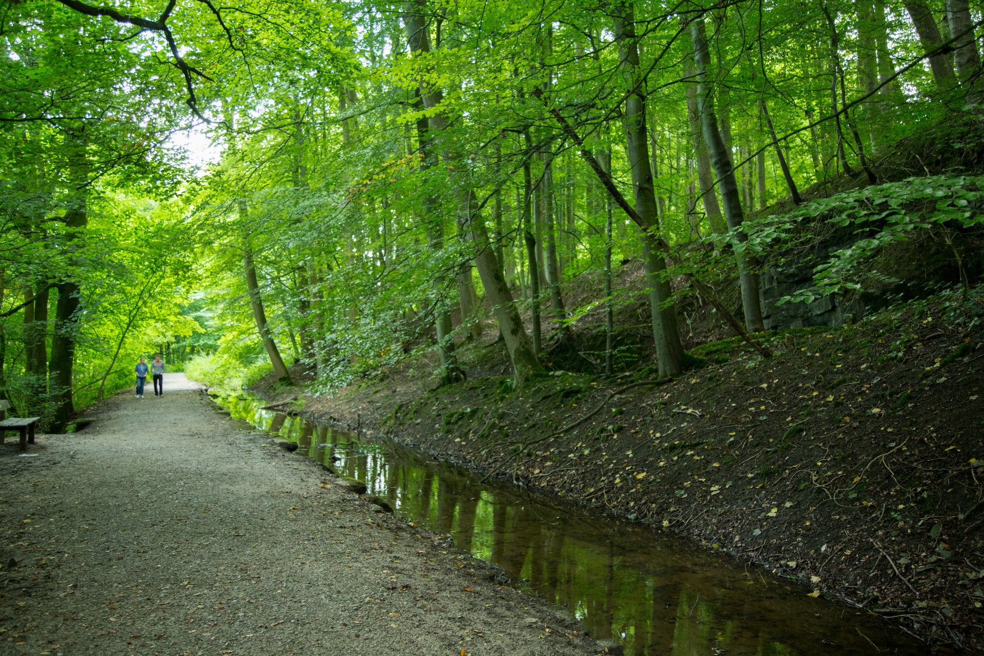 forest tree pathway free photo