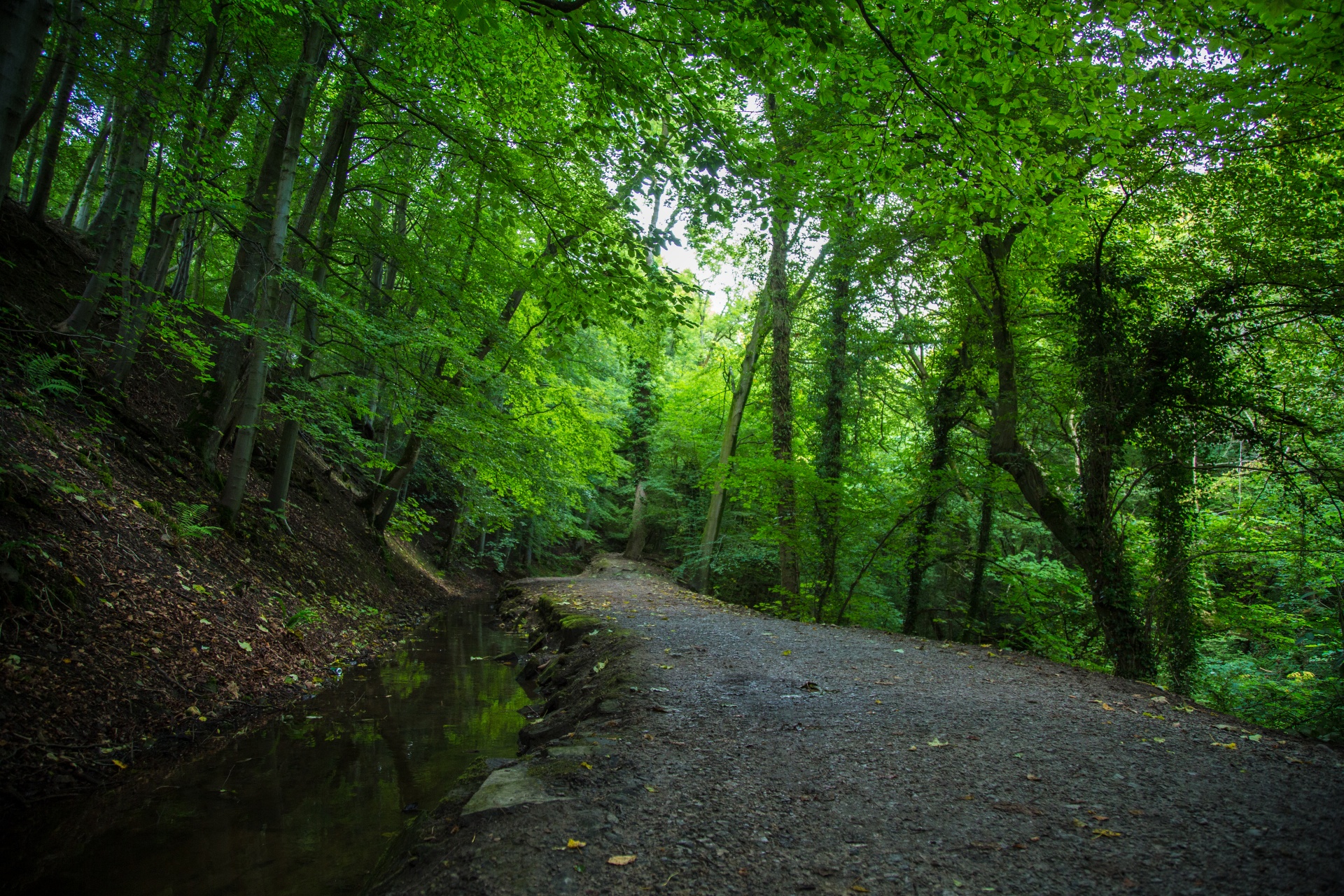 forest tree pathway free photo