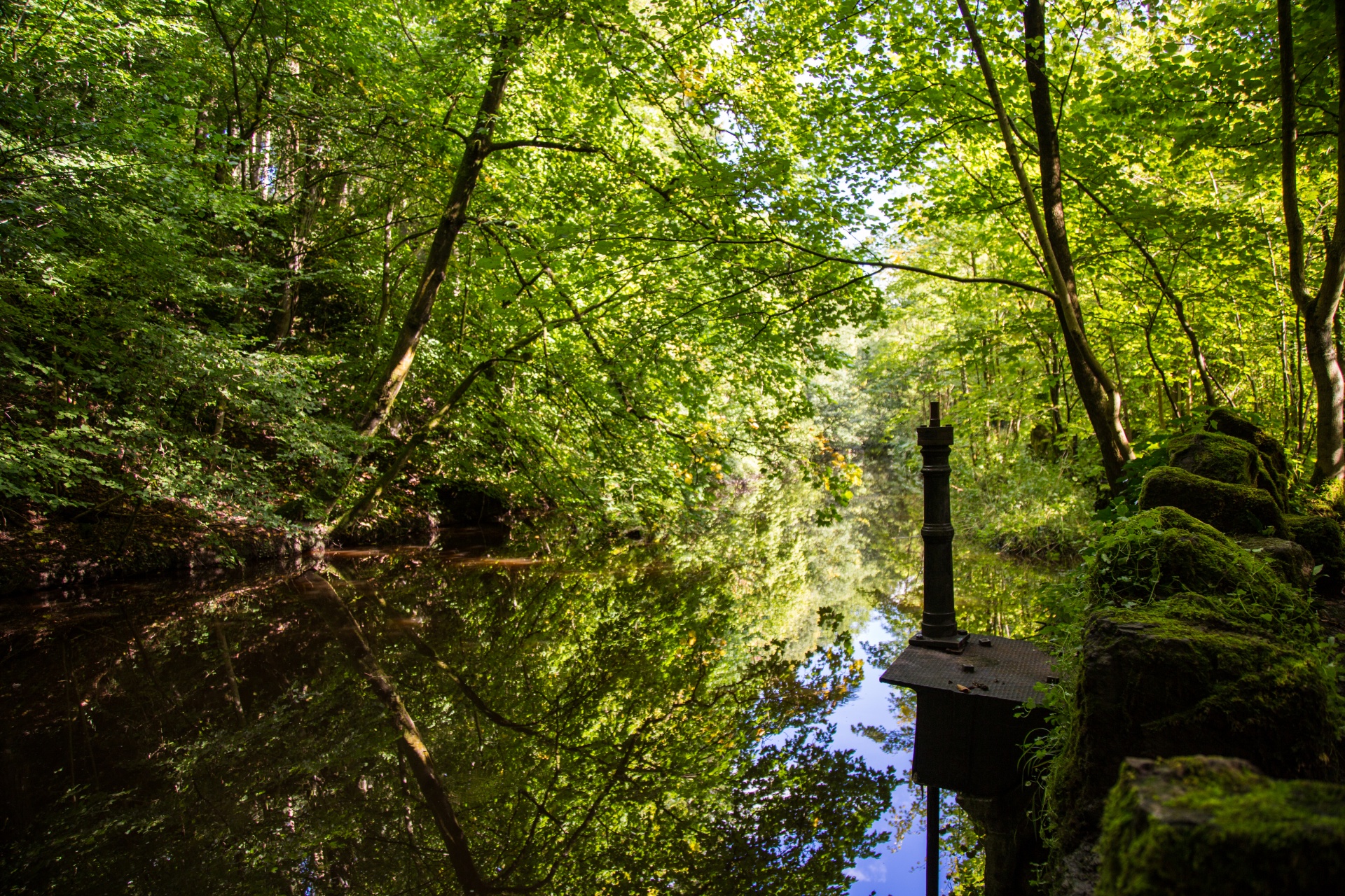 forest tree pathway free photo