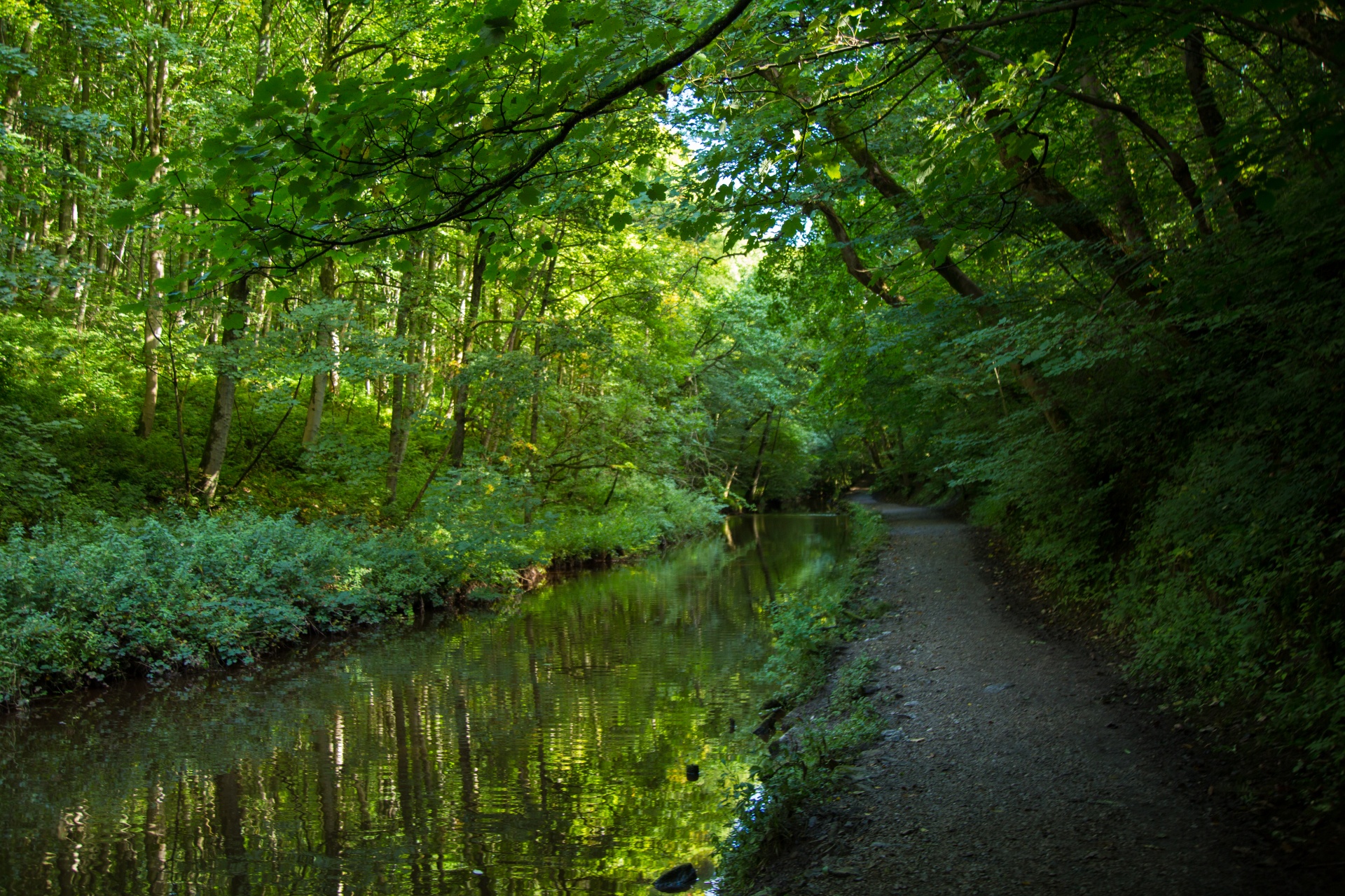 forest tree pathway free photo