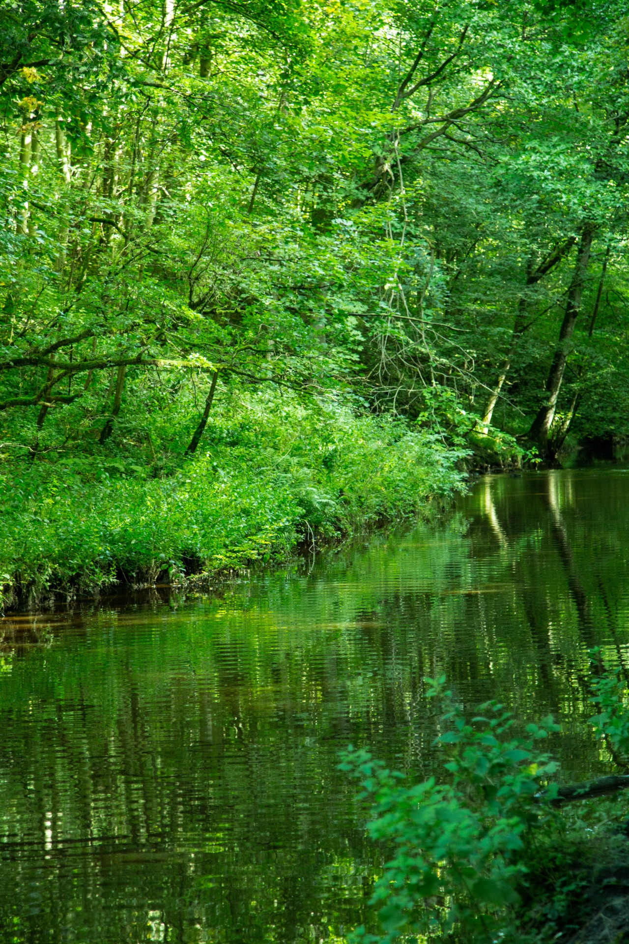 forest tree pathway free photo