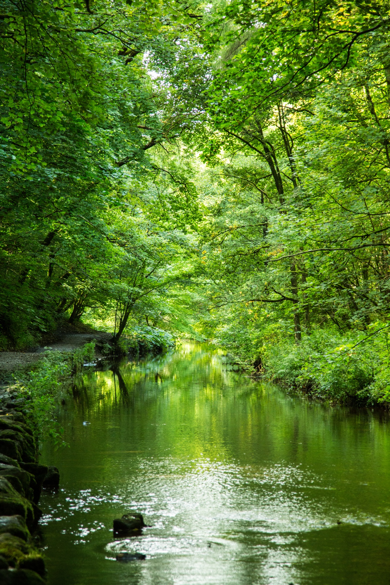 forest tree pathway free photo