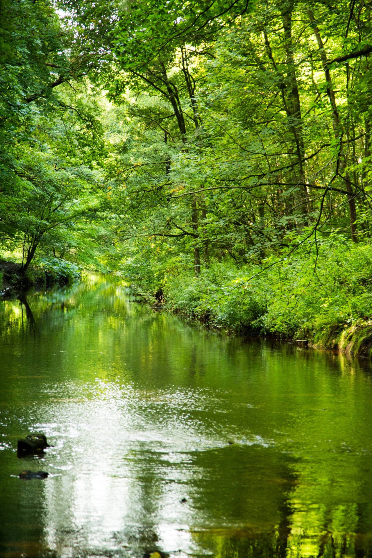 forest tree pathway free photo