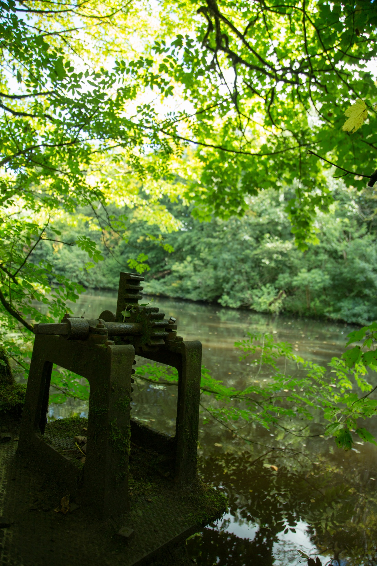 forest tree pathway free photo