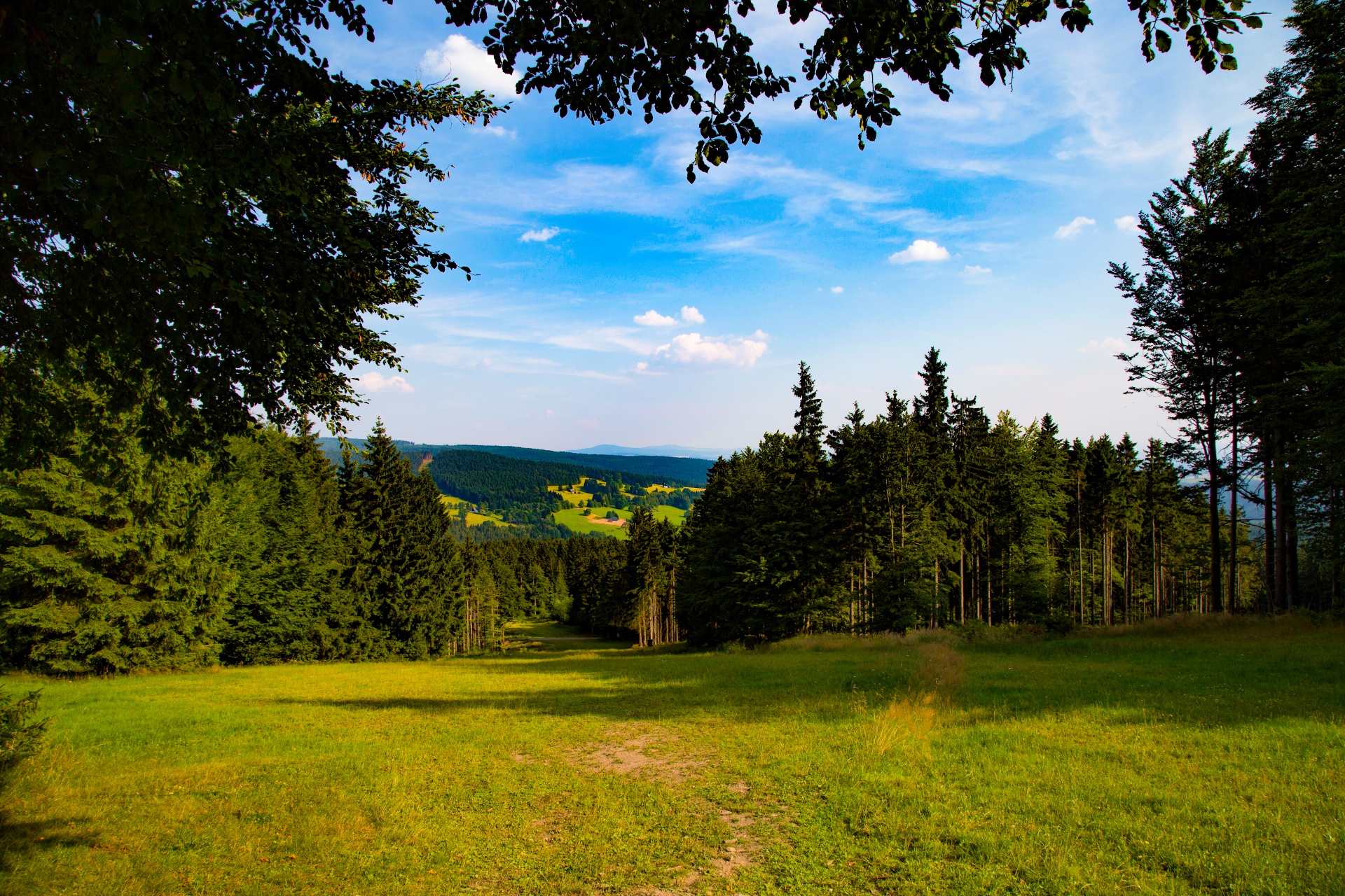 forest tree pathway free photo