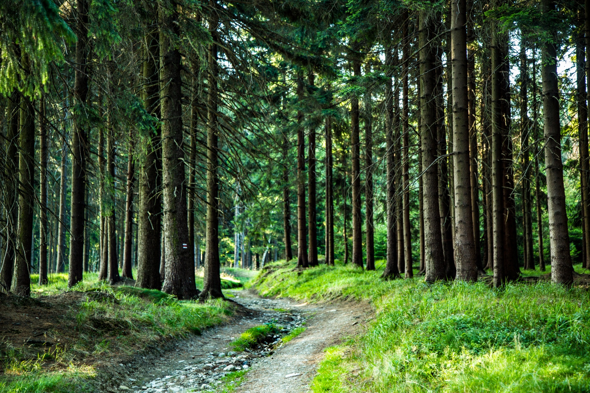 forest tree pathway free photo