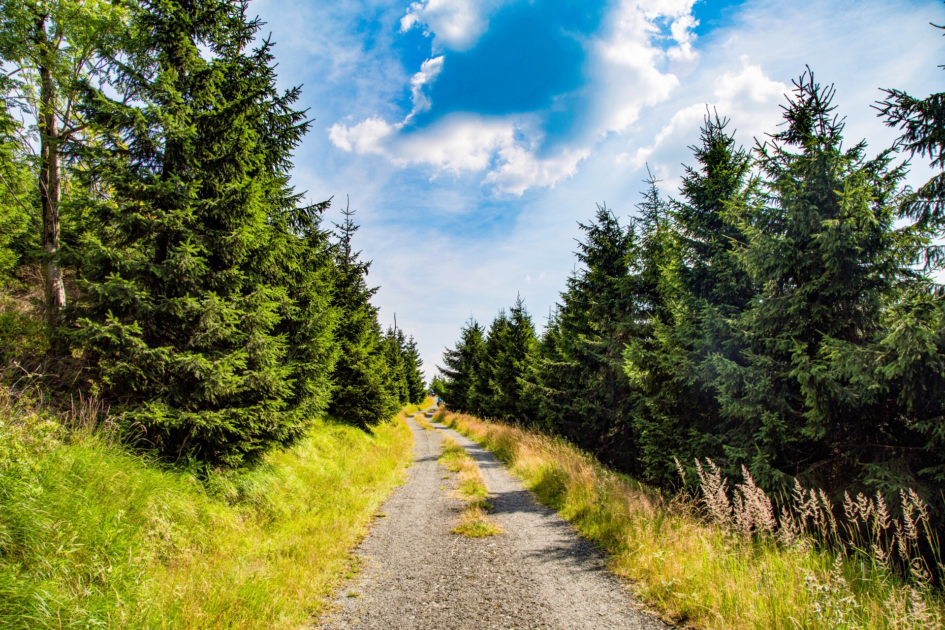 forest tree pathway free photo