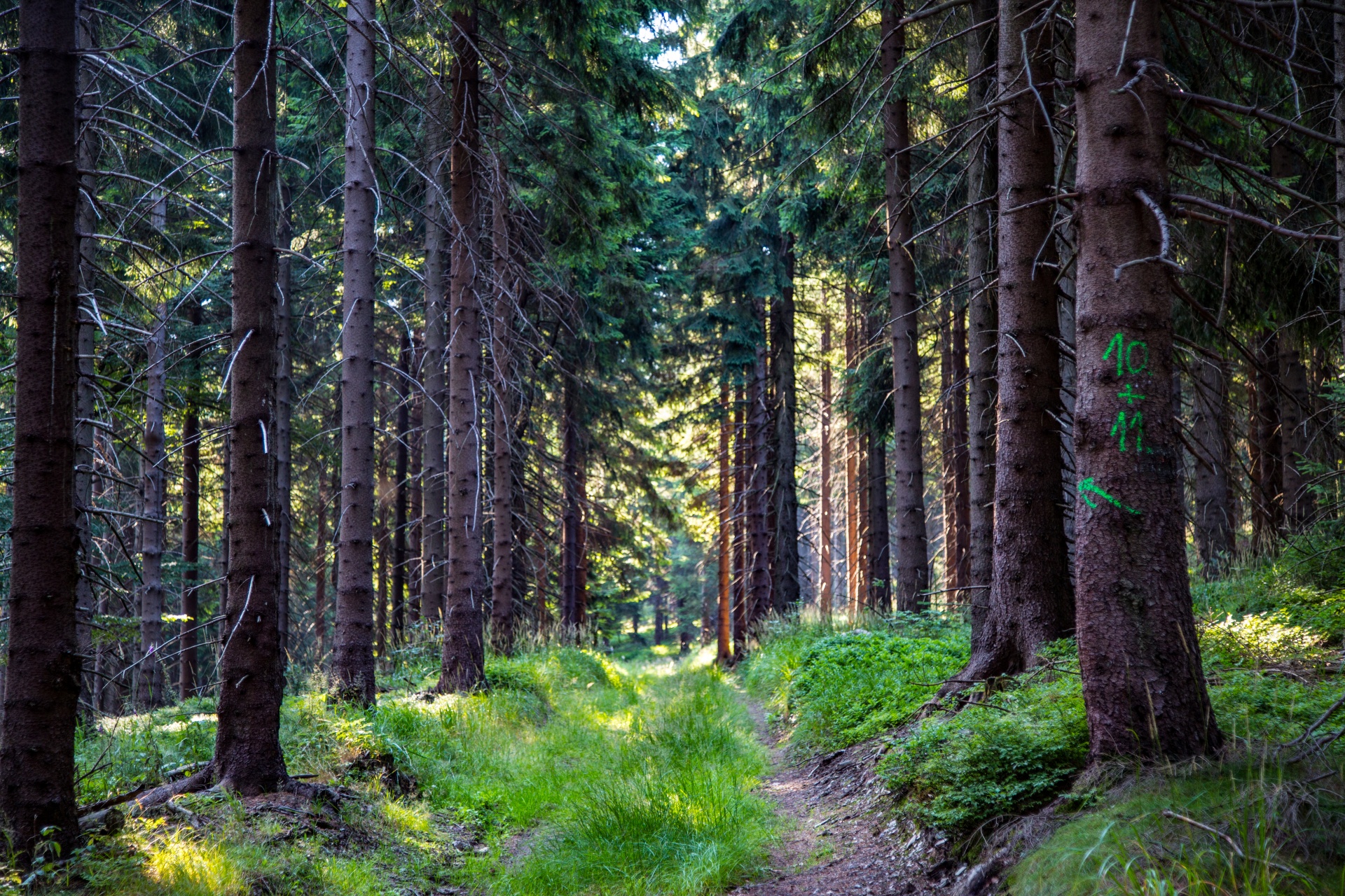 forest tree pathway free photo