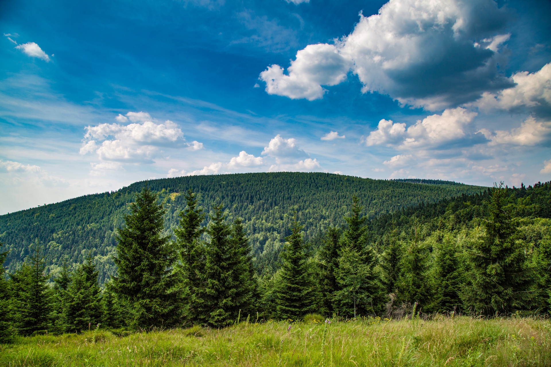 forest tree pathway free photo