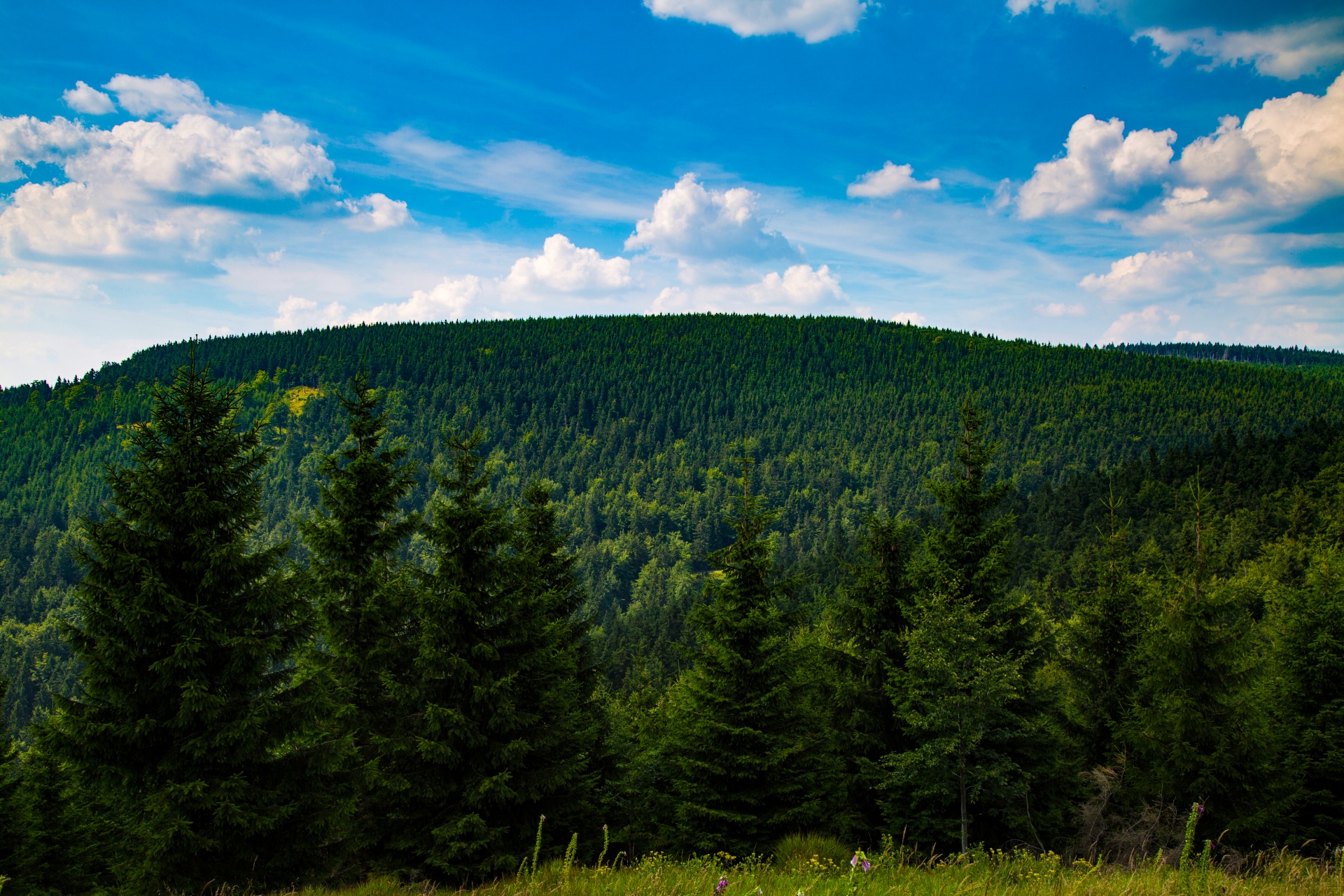 forest tree pathway free photo